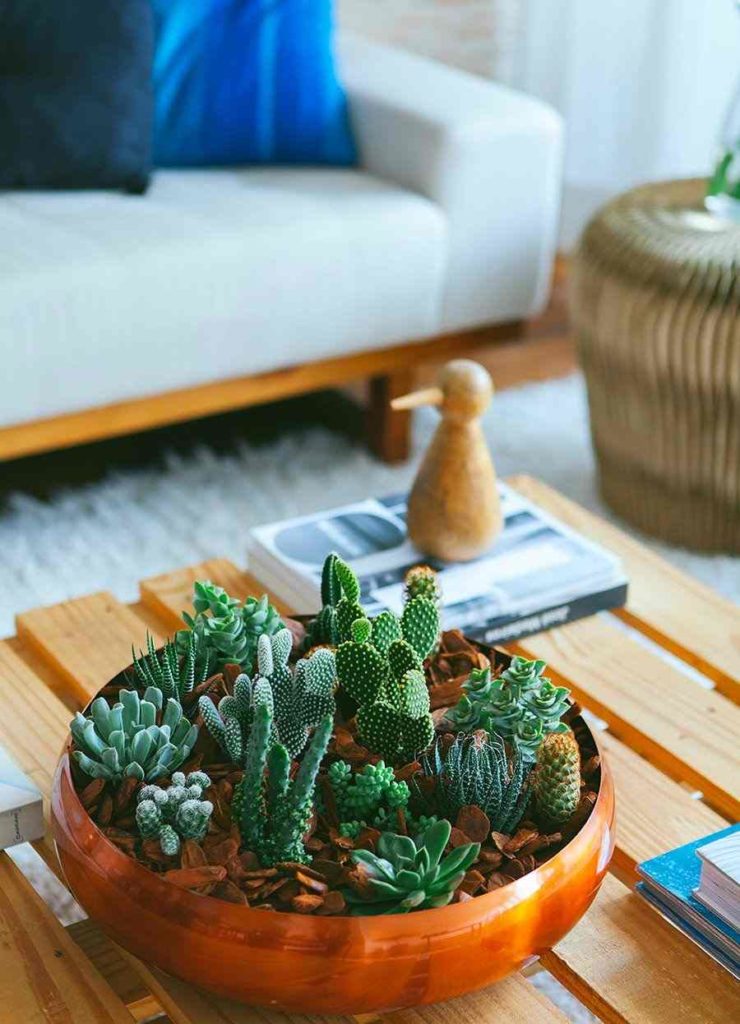 3 - Mini cactus and succulent garden as a table centerpiece