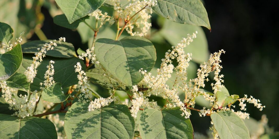 How To Successfully Remove Japanese Knotweed